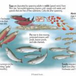Population dynamics, movement, migration and colonization in fishes, spawning, feeding and over-wintering migrations