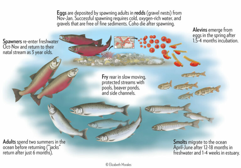 Population dynamics, movement, migration and colonization in fishes, spawning, feeding and over-wintering migrations