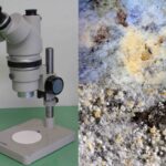 TYPES OF FEED MICROSCOPY