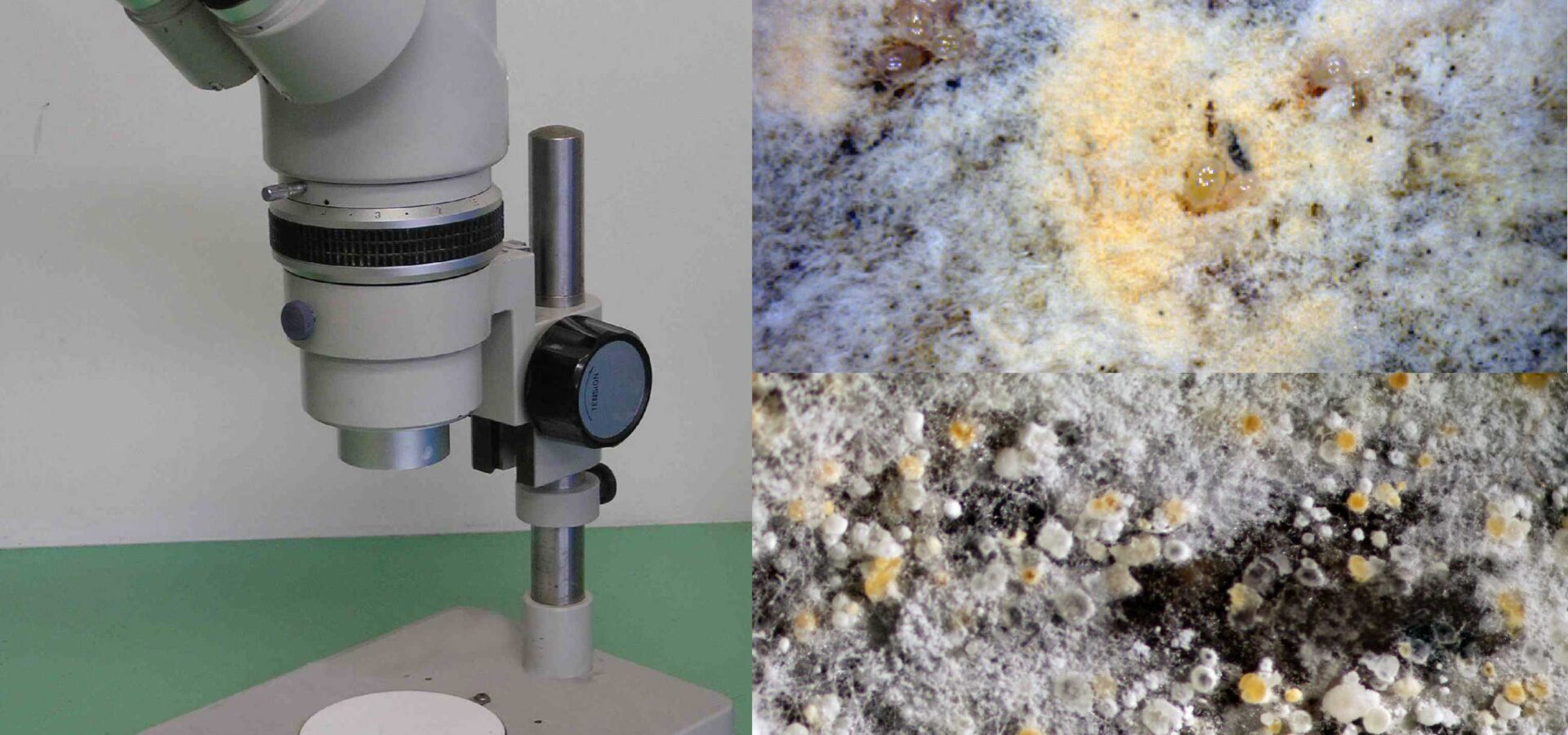 TYPES OF FEED MICROSCOPY