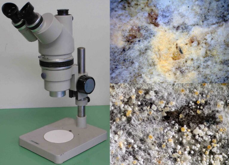 TYPES OF FEED MICROSCOPY