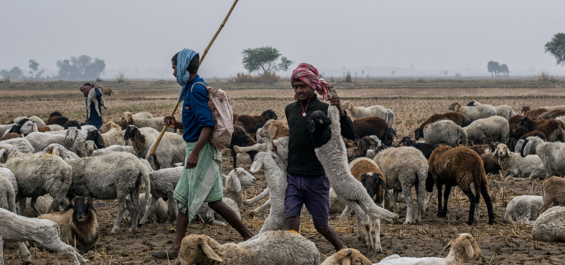 Nutritional Management of Dairy Animals during Monsoon Weather