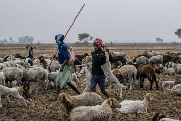 Nutritional Management of Dairy Animals during Monsoon Weather