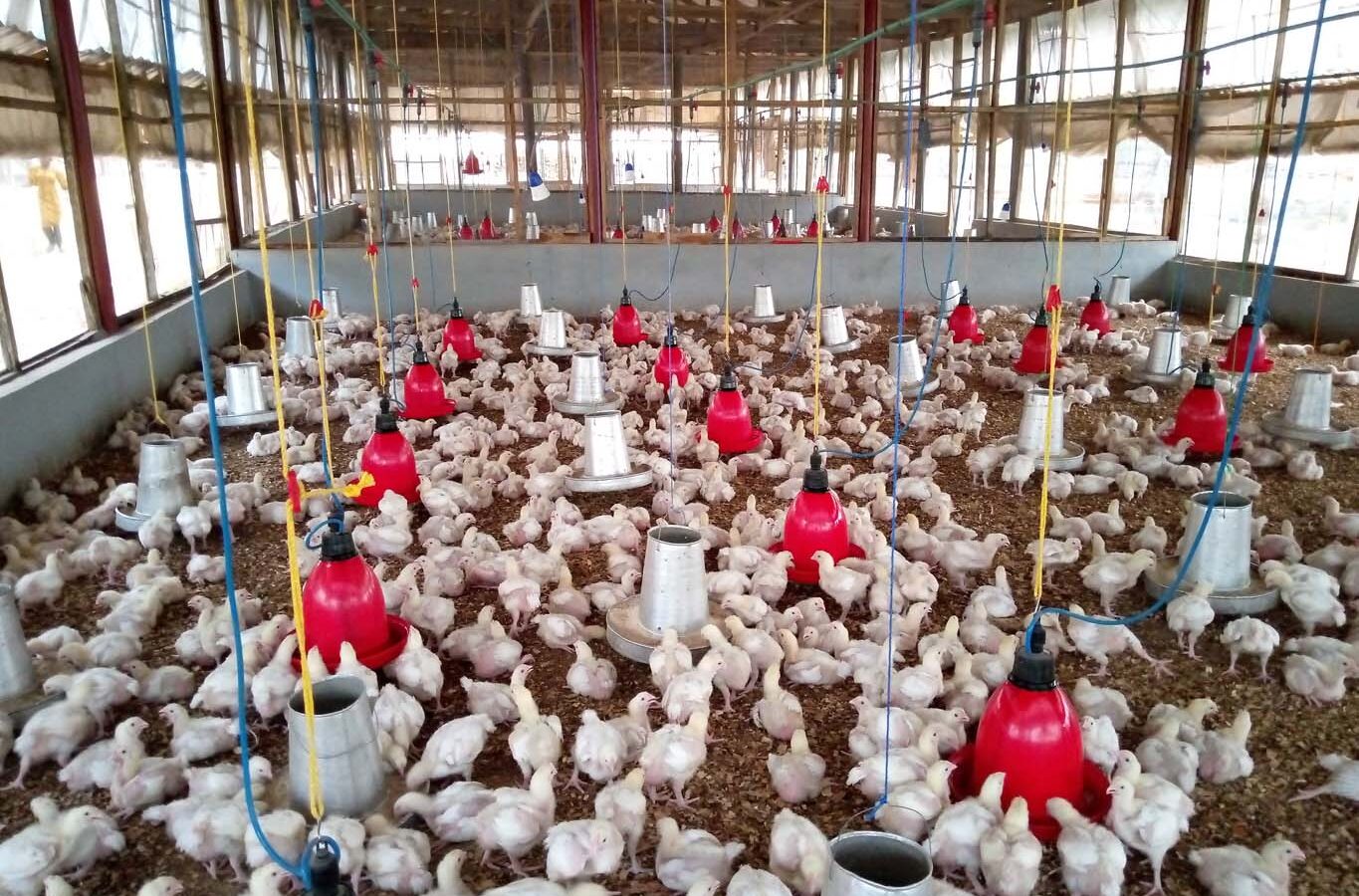 Nutritional Management of Broilers During Monsoon Weather