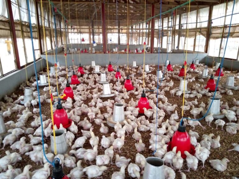 Nutritional Management of Broilers During Monsoon Weather
