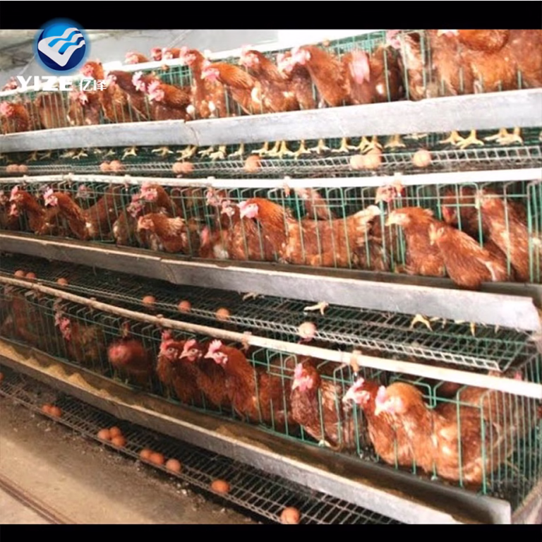 Nutritional Management of Layer Poultry During Monsoon Weather