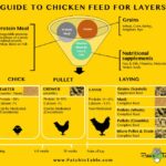 Evaluation of different types of layer feeds