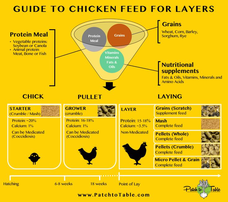 Evaluation of different types of layer feeds