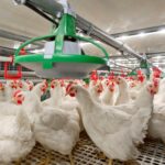 Breeder (Pre) and Layer Breeder Nutrition