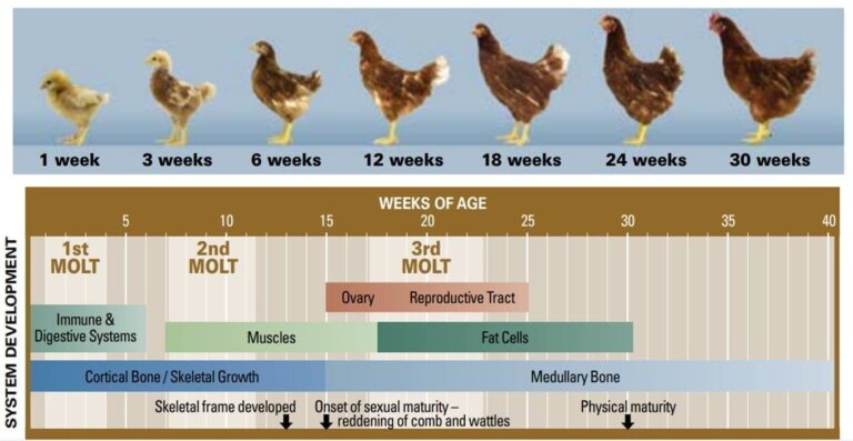 Summary of Feeding Programs During Brooding, Growing, and Laying Phases in Layer Poultry