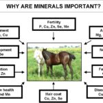 Essential minerals their types, and their role in animal nutrition
