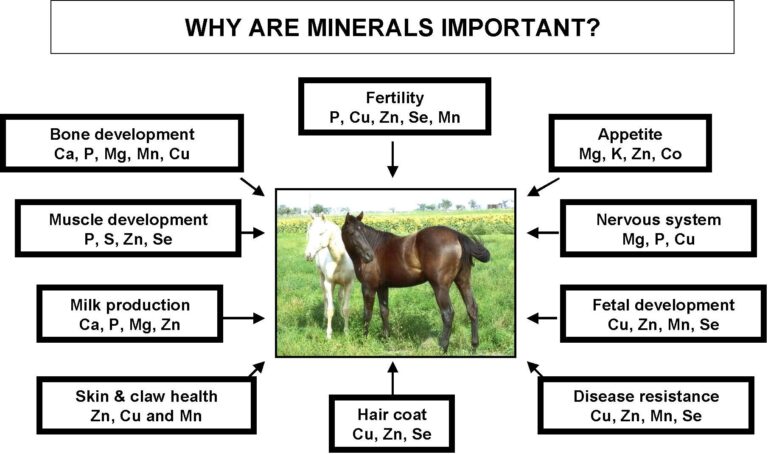 Essential minerals their types, and their role in animal nutrition