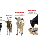 Stage-Specific Dairy Feeding Programs (H2: Life Cycle Nutrition & Transition Cow Feeding)