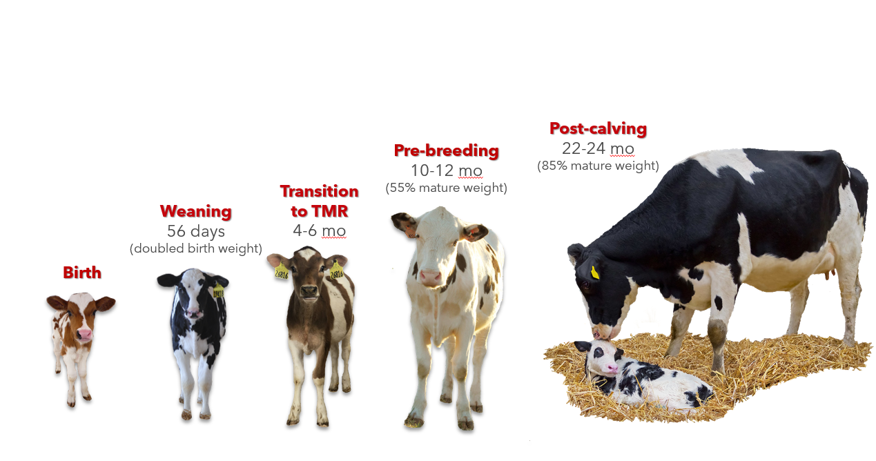 Stage-Specific Dairy Feeding Programs (H2: Life Cycle Nutrition & Transition Cow Feeding)